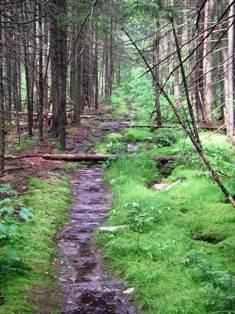 Bourne Pond trail